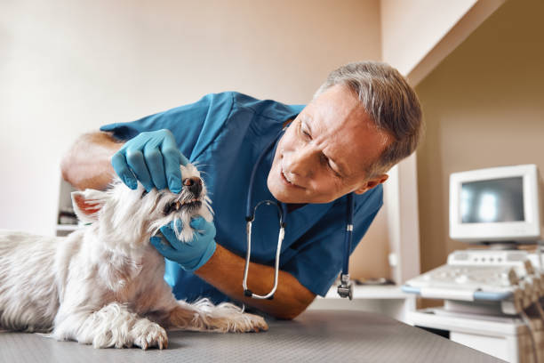 Best Same-Day Emergency Dentist in Browns Lake, WI